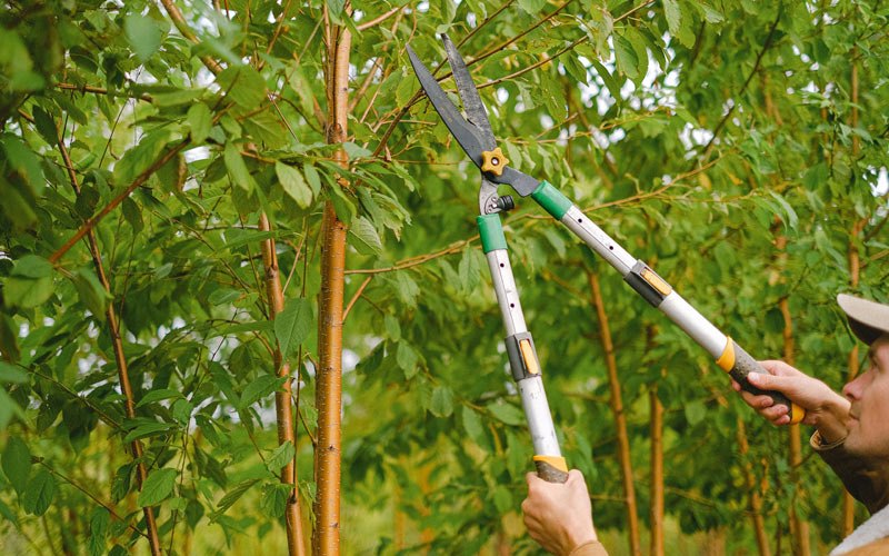 Tree trimming in Ogallala, NE
